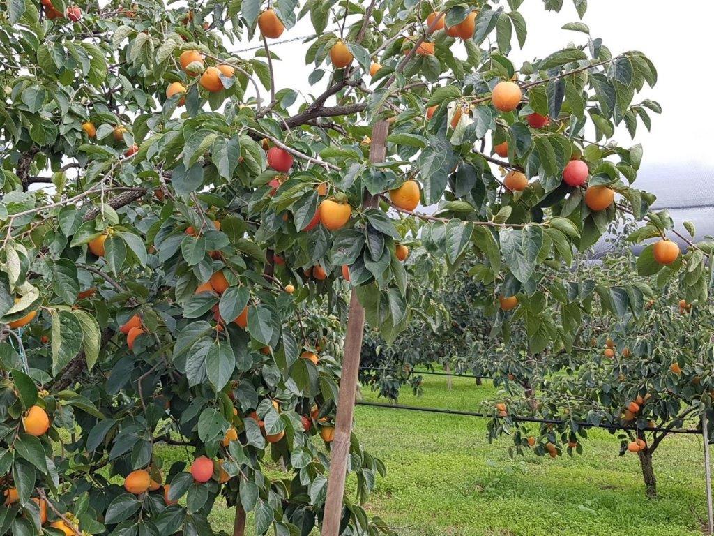 Hachiya Orchard