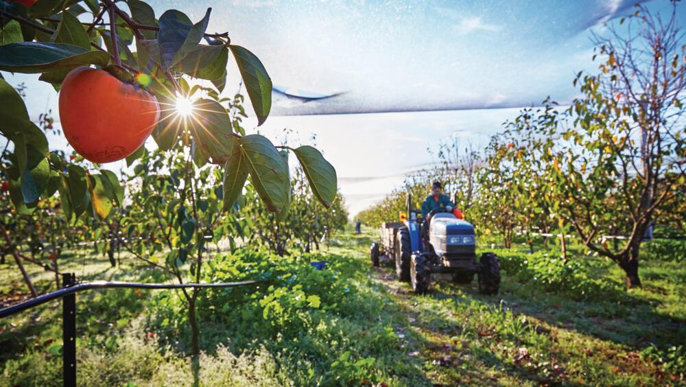 Persimmons orchard tractor