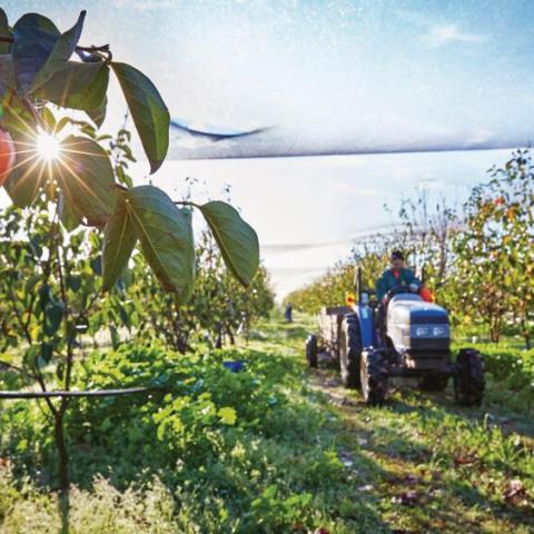 Persimmons orchard tractor